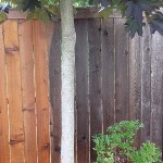 fence after